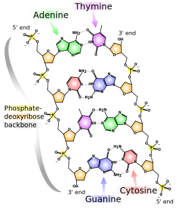 514px-DNA_chemical_structure.svg