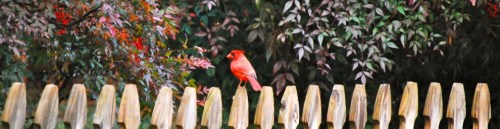 cropped-cardinal-with-nandina.jpg
