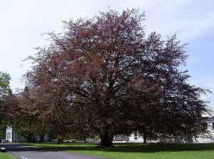 beech tree