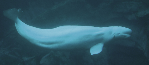 Beluga_whale